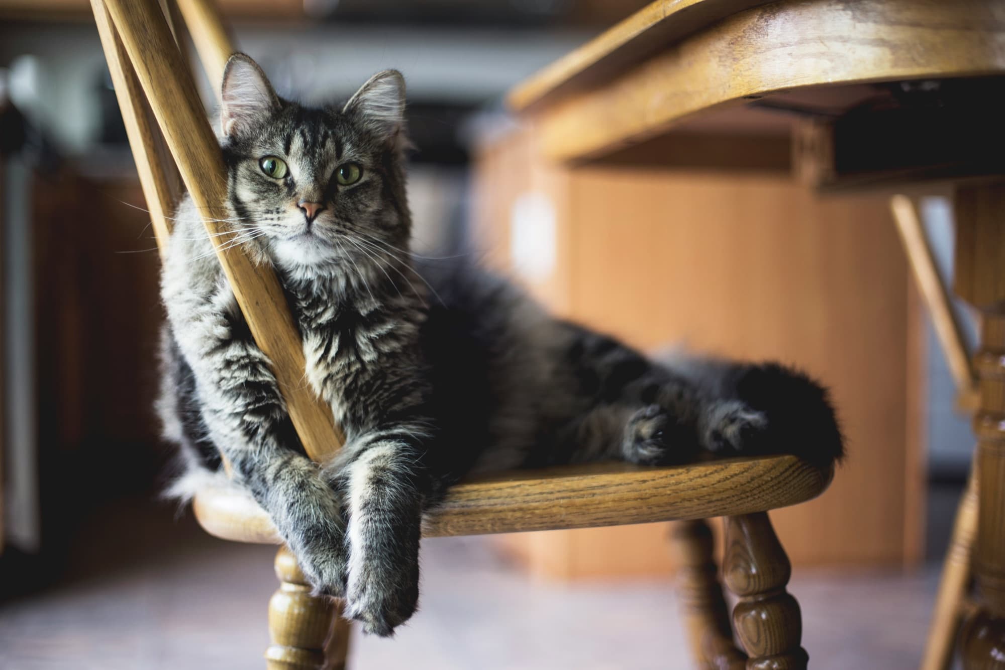 A cat lounging on a windowsill in its own home