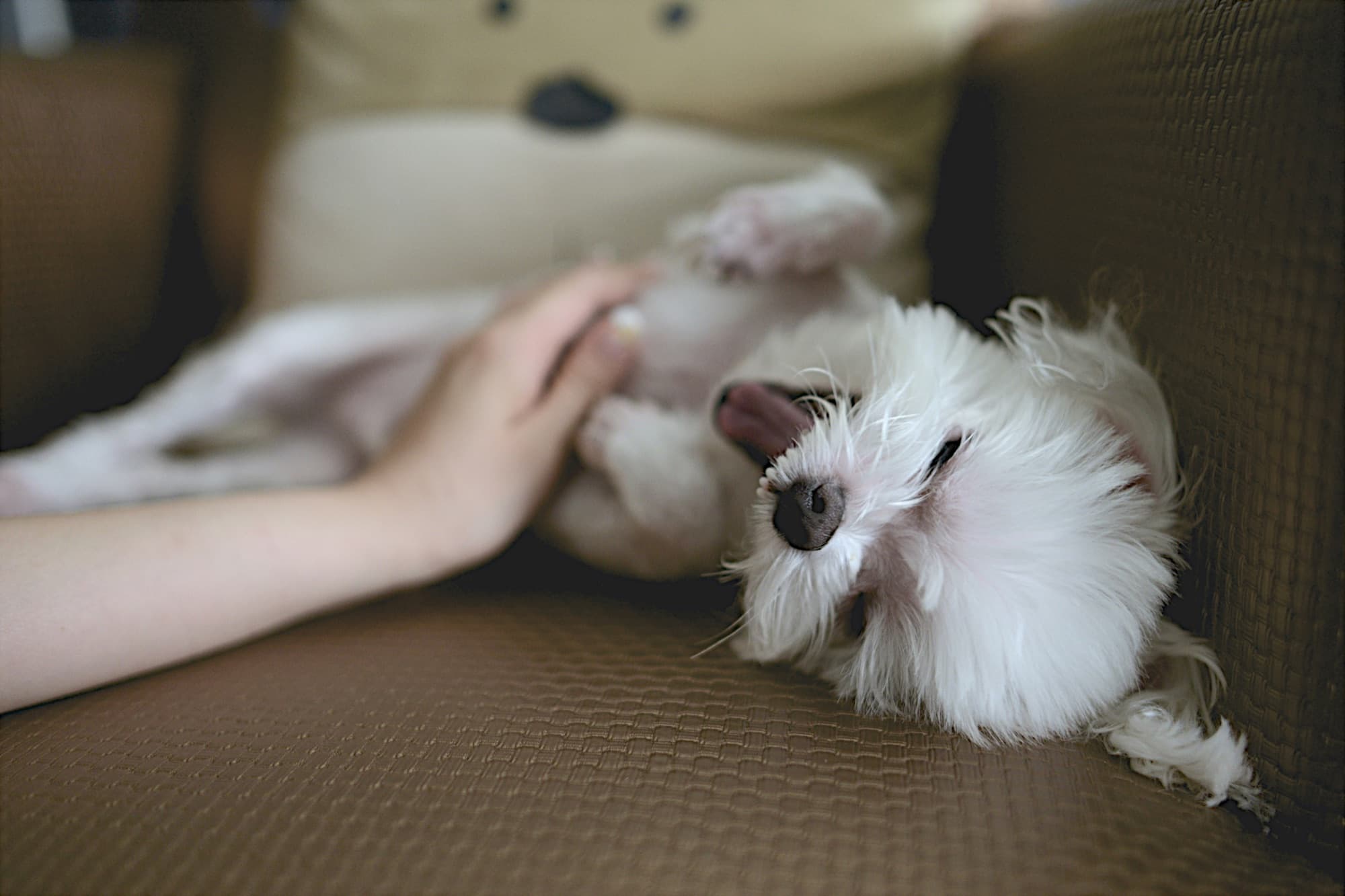 A sitter gently checking on an older dog