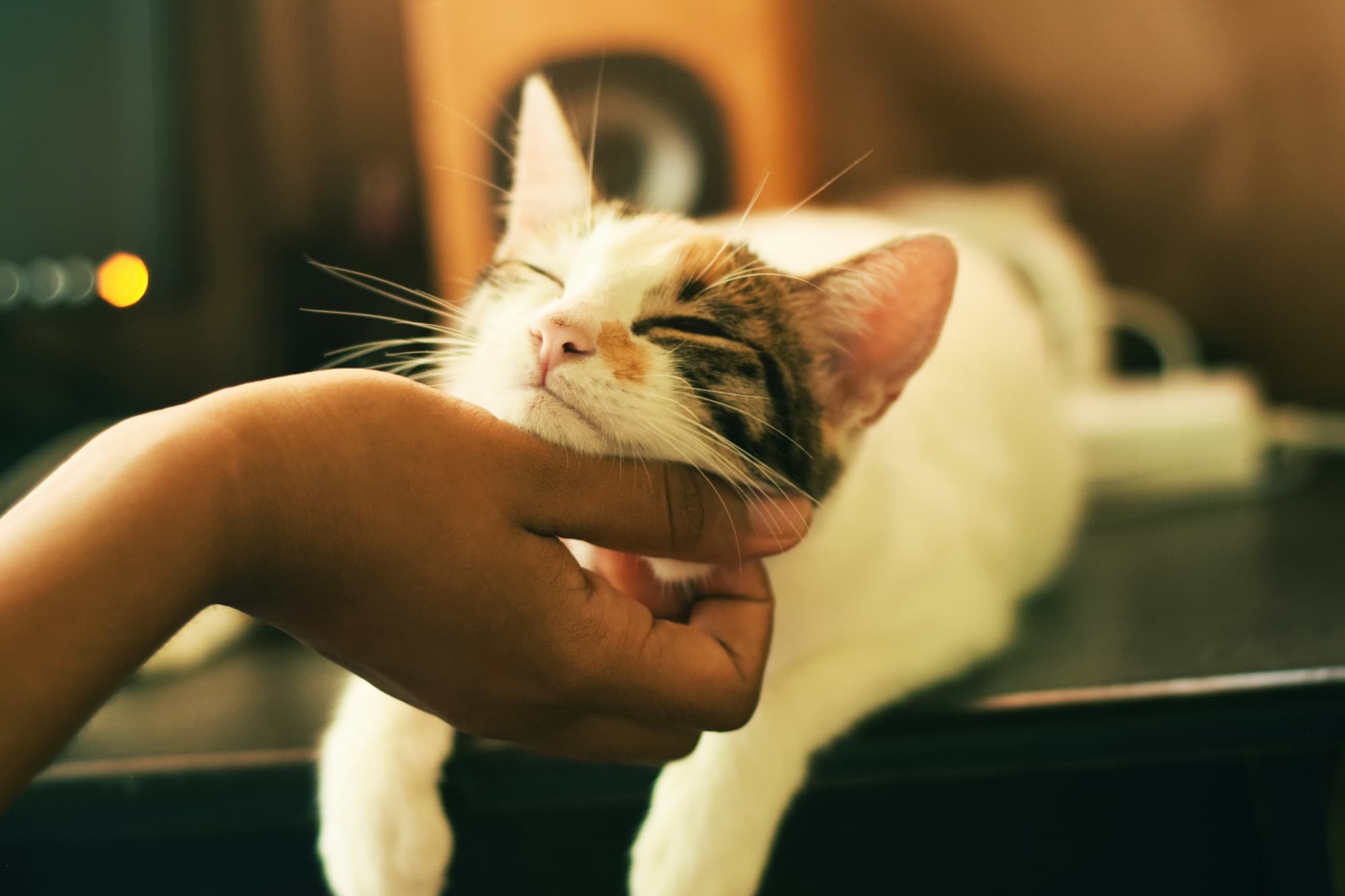 A cat recovering quietly at home while a sitter keeps watch